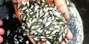 Silver Tilapia Fish Seed