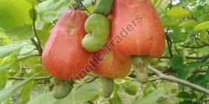 Ghana Origin Raw Cashew Nuts