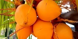 Orange Tender Coconut