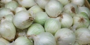 White Onion
