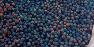 Organic Black Pepper