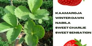 Strawberry Plants