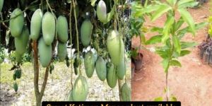 Katimon Mango Plant