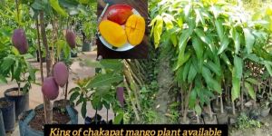 King of Chakapat Mango Plant