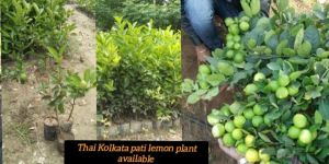 Kolkata Pati Lemon Plant