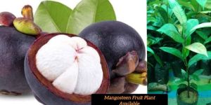 Mangosteen Fruit Plant