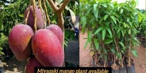 Miyazaki Mango Plant