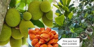 Pink Jackfruit Plant