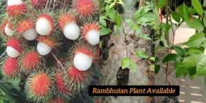 Rambutan Fruit Plant