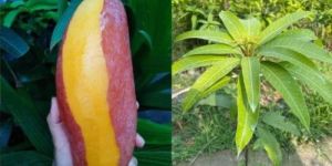 Red Ivory Mango Plant