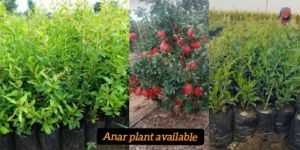 Red Pomegranate Plant