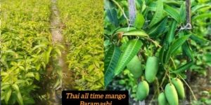 Thai All Time Mango Plant