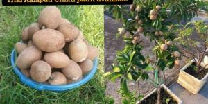 Thai Kalapatti Chiku Plant