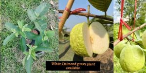White Diamond Guava Plant