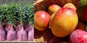 Tommy Atkins Mango Plant