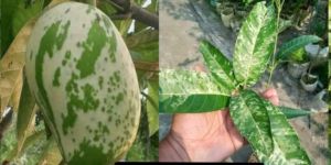 Variegated Mango Plant