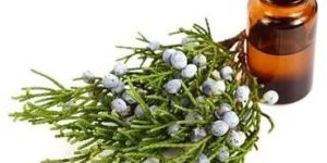 Juniper Berry Oil