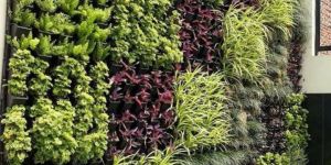 Vertical Gardening Services