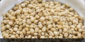 Sorghum Seeds