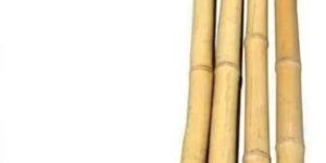 Natural Bamboo Pole