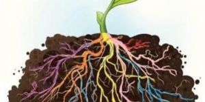 Liquid Bacto Vam Bio Fertilizer