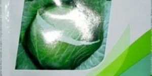 Cabbage Hybrid Seeds