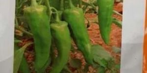Hybrid Chilli Seeds