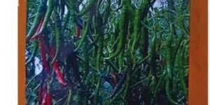 Hybride Chilli Seeds