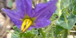 Solanum Xanthocarpum