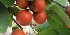 Strychnos nux-vomica