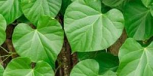 Tinospora Cordifolia