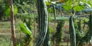 Trichosanthes Cucumerina