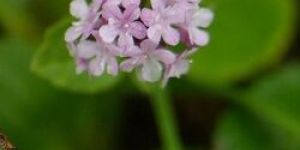 Valeriana Wallichii