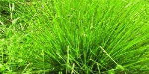 Vetiveria Zizanioides