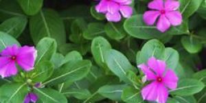 Vinca Rosea