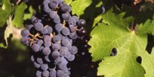 Vitis Vinifera