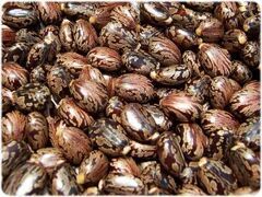 Castor Seeds