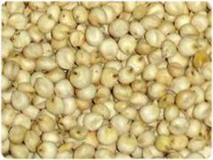 Sorghum