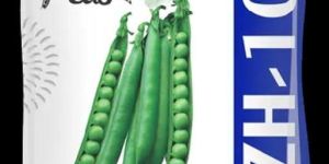 ZH-10 Hybrid Green Peas Seeds