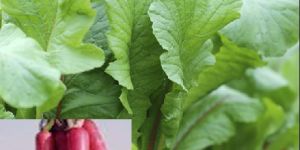 Punjabi Red Hybrid Radish Seeds