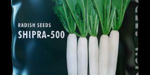 Shipra 500 Hybrid Radish Seeds