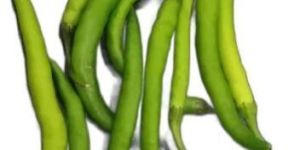 Organic Green Chilli