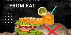 Pest Control Service