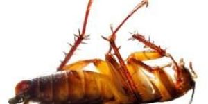 Cockroach Control Services