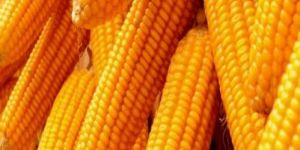 Maize