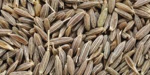 Indian Cumin Seeds