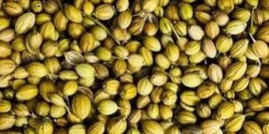 Natural Coriander Seeds