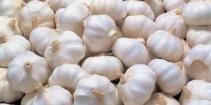 Natural Fresh Garlic