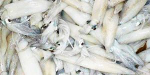 Frozen Squid Fish
