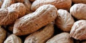 Tg 51 Variety Ground Nuts, Packaging:50 kg